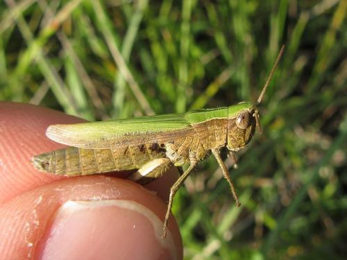 Réf. 190 632 : Chorthippus dorsatus dorsatus